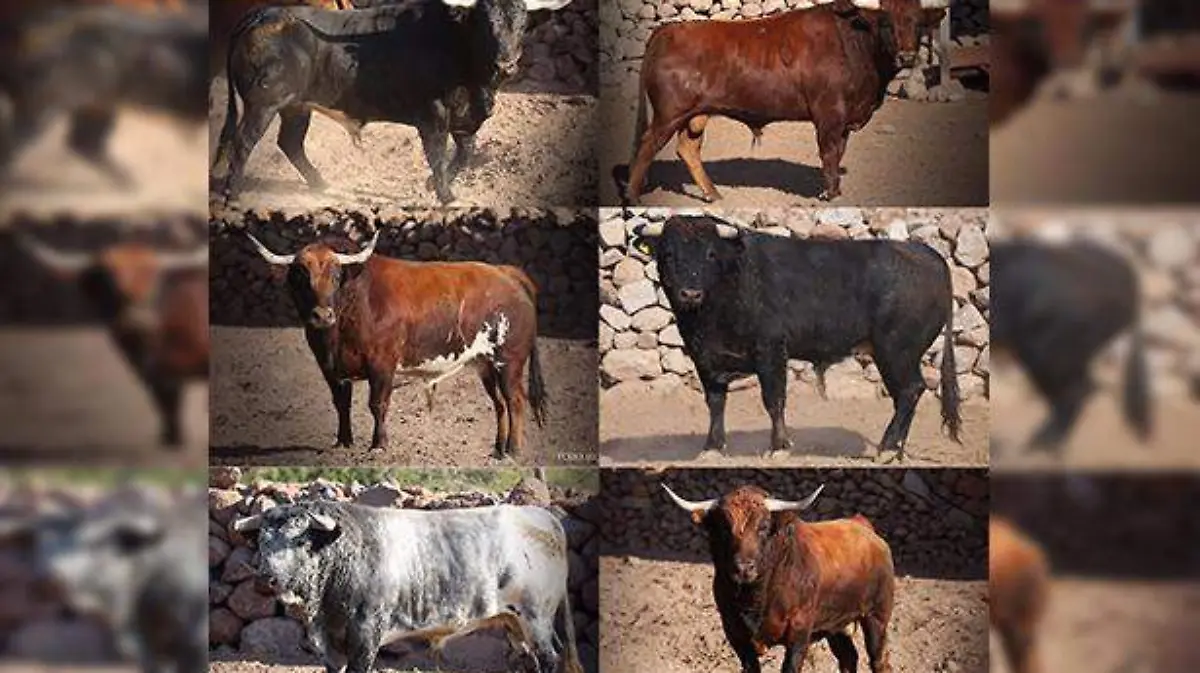 LOS TOROS